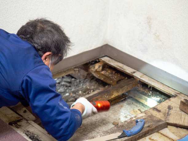 Best Mold Remediation Experts  in Cedarburg, WI