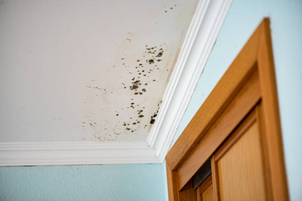 Best Emergency Mold Removal  in Cedarburg, WI