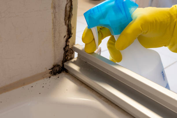Best Mold Removal Process  in Cedarburg, WI