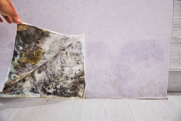 Crawl Space Mold Removal in Cedarburg, WI
